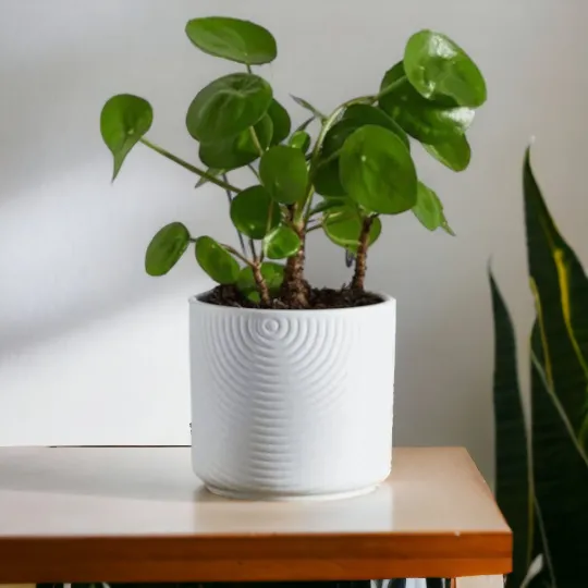 White Ripple Effect Ceramic Plant Pot
